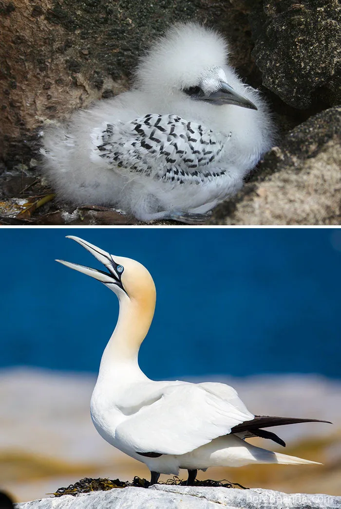 Gannet