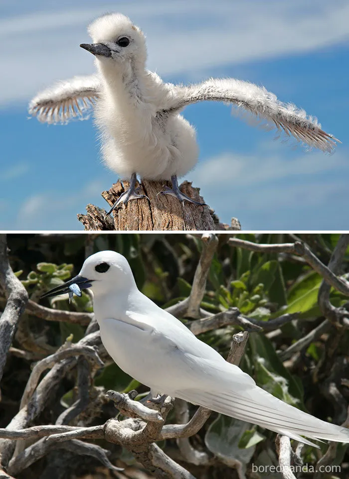 White Tern