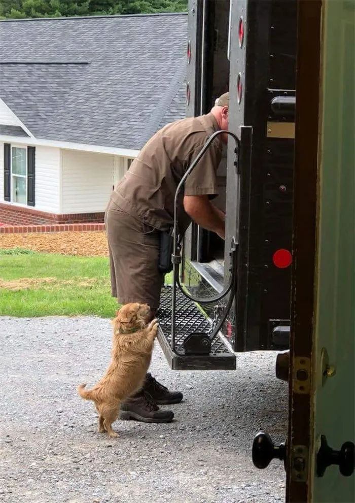 Resulta que los conductores de UPS tienen un grupo de Facebook con los perros que se encuentran en ruta, y te alegrará el día (Nuevas imágenes)