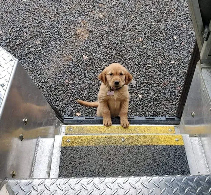Resulta que los conductores de UPS tienen un grupo de Facebook con los perros que se encuentran en ruta, y te alegrará el día (Nuevas imágenes)