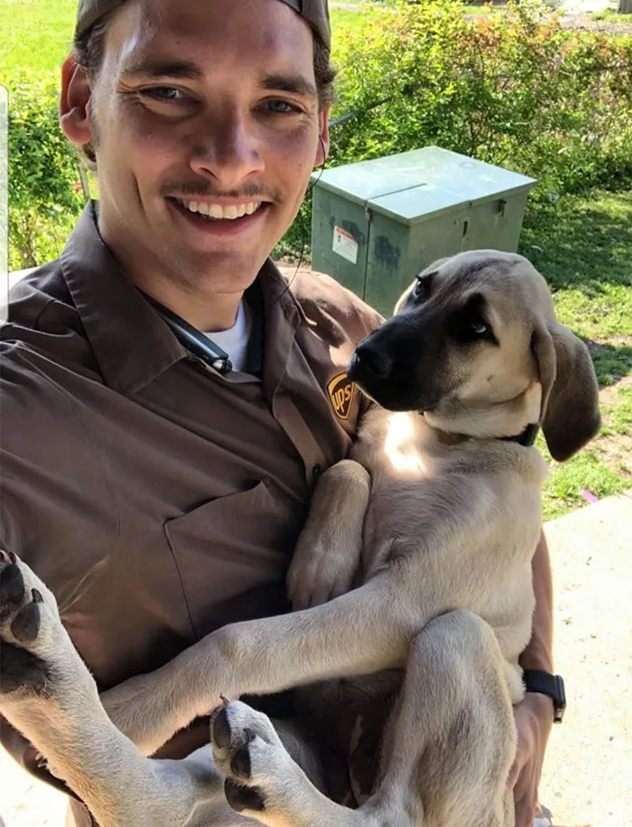 Resulta que los conductores de UPS tienen un grupo de Facebook con los perros que se encuentran en ruta, y te alegrará el día (Nuevas imágenes)