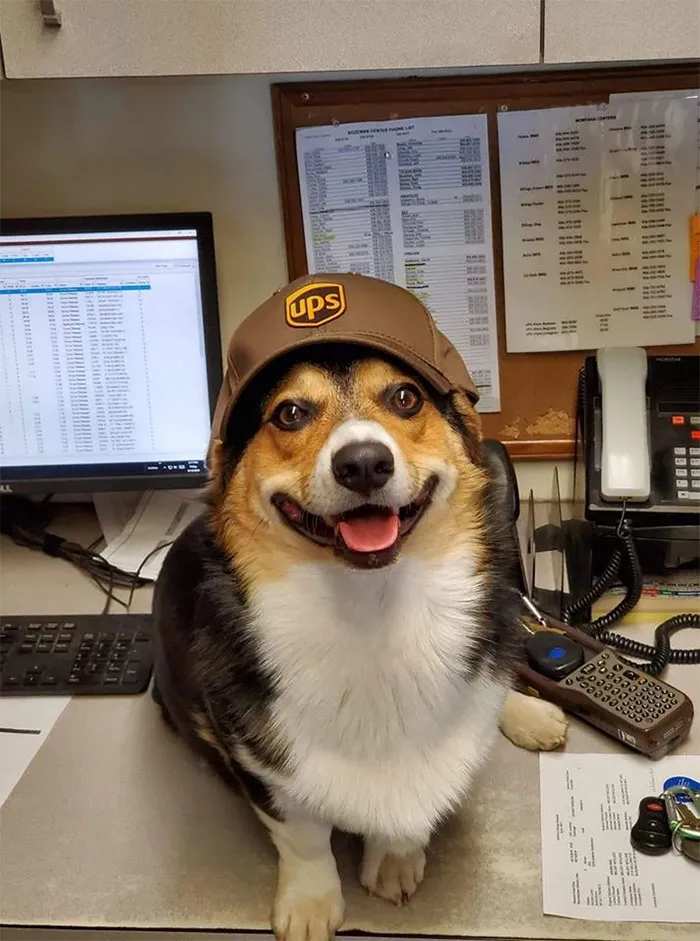 Turns Out, UPS Drivers Have A Facebook Group About Dogs They Meet On Their Routes, And It Will Make Your Day