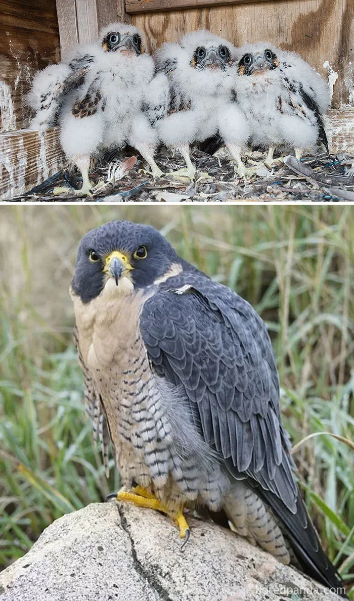 Peregrine Falcon