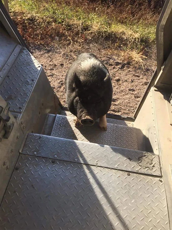 Turns Out, UPS Drivers Have A Facebook Group About Dogs They Meet On Their Routes, And It Will Make Your Day
