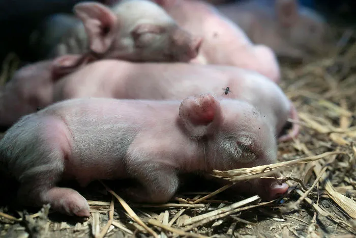 Sleeping Piglets On A Pig Farm