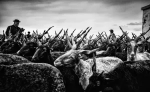 The Life Of The Traditional Shepherds Of Rural Hungary - Guardians Of The Past