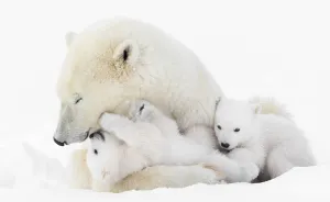 I Photographed Amazing Polar Bears And Cubs In The Wild