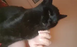 Why Does My Cat Hate Me?
