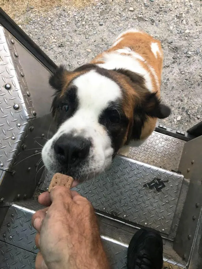 Turns Out, UPS Drivers Have A Facebook Group About Dogs They Meet On Their Routes, And It Will Make Your Day