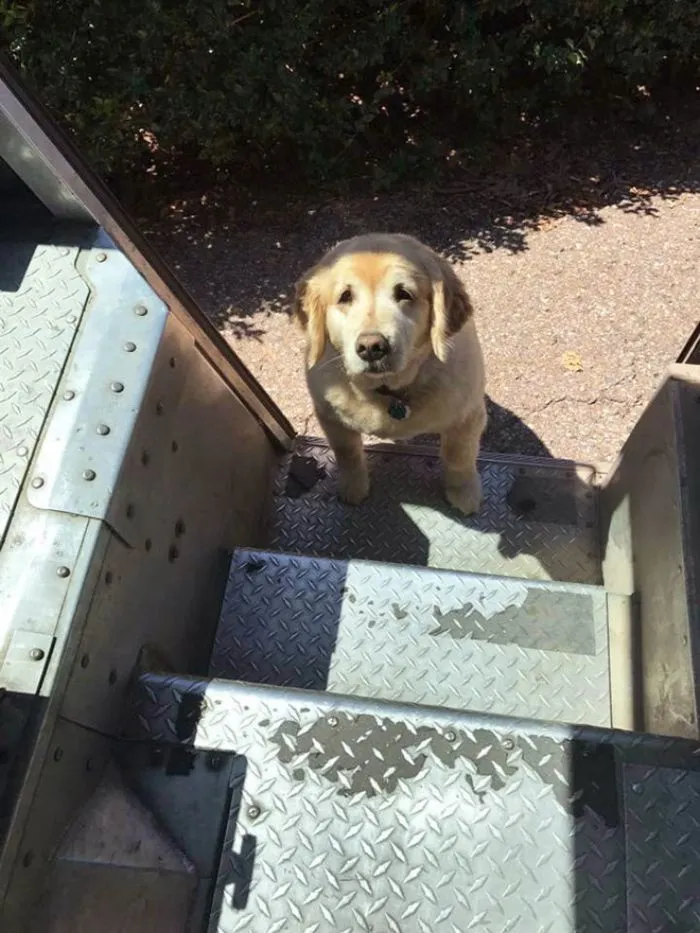 Resulta que los conductores de UPS tienen un grupo de Facebook con los perros que se encuentran en ruta, y te alegrará el día (Nuevas imágenes)