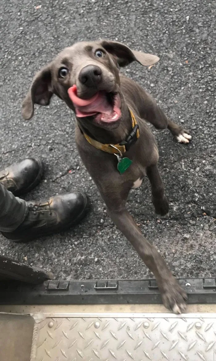 Turns Out, UPS Drivers Have A Facebook Group About Dogs They Meet On Their Routes, And It Will Make Your Day