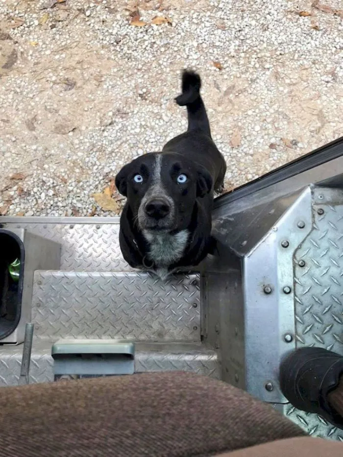 Turns Out, UPS Drivers Have A Facebook Group About Dogs They Meet On Their Routes, And It Will Make Your Day