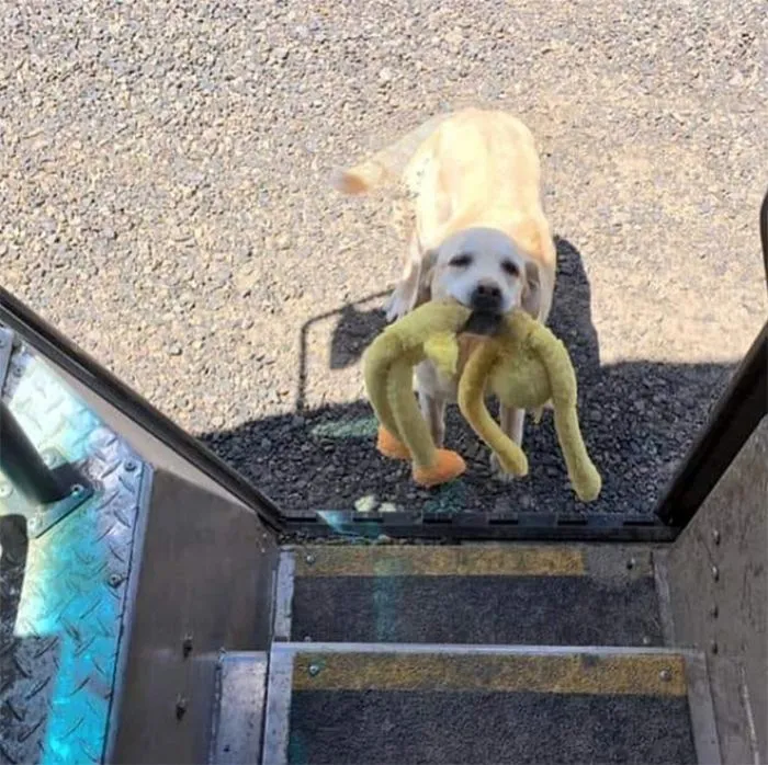 Turns Out, UPS Drivers Have A Facebook Group About Dogs They Meet On Their Routes, And It Will Make Your Day