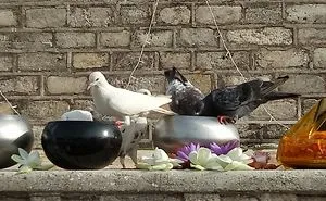 Hungry Pigeons