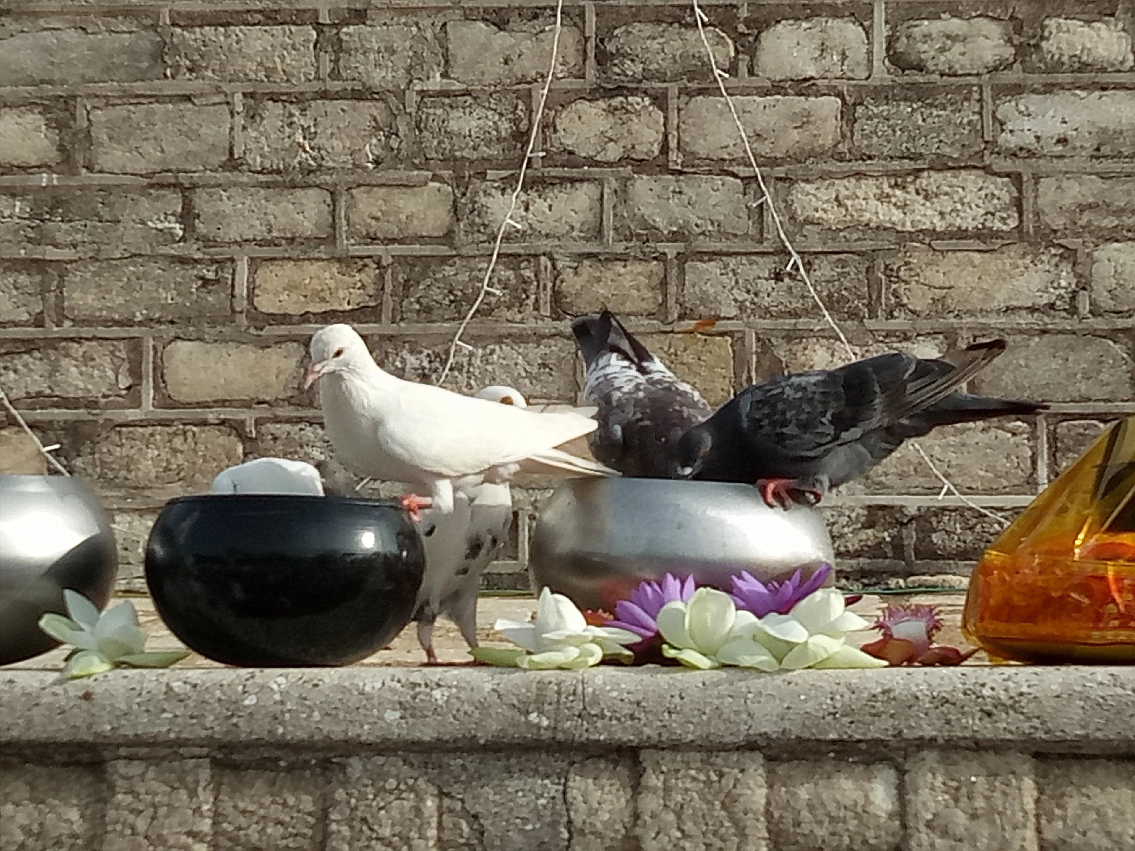 Hungry Pigeons