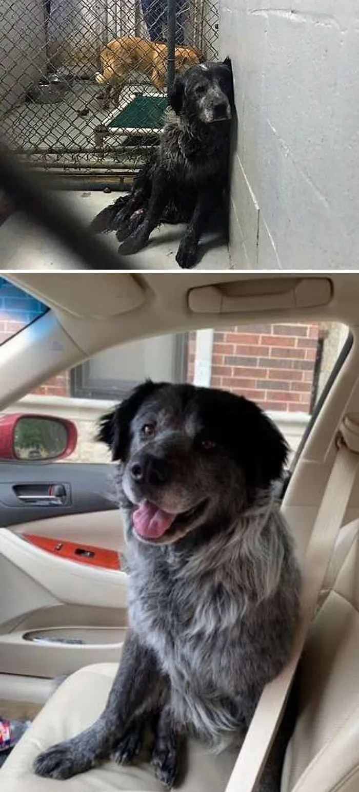 Broken Dog Can't Stop Smiling When He Realizes He's Being Rescued