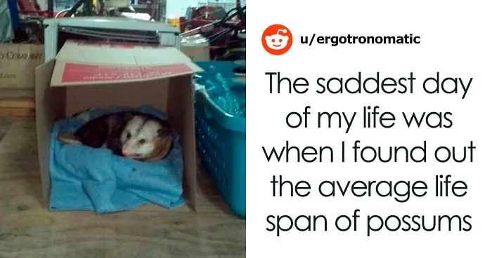 Woman Lets An Elderly Possum Stay In Her Garage, Her Nephew Posts Pic Online And It Goes Viral
