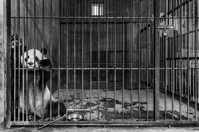 "Captive", Marcus Westberg, Sweden