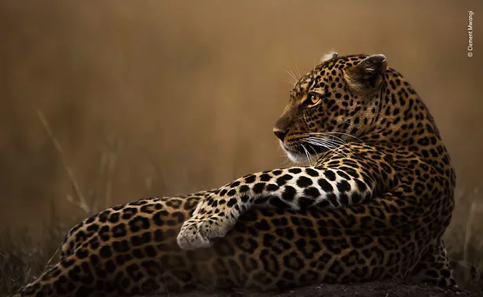 "Le encanta posar", Clement Mwangi, Kenia