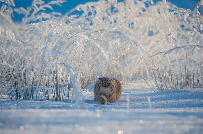 "Cuento de invierno", Valeriy Maleev, Rusia