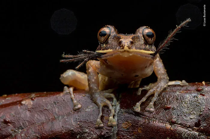 "Bon Appétit", Lucas Bustamante, Ecuador