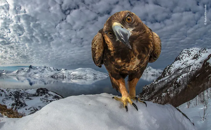 "Inquisitivo", Audun Rikardsen, Noruega
