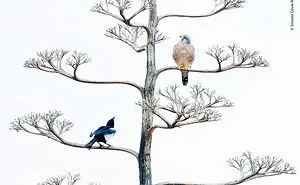 Here Are 25 Wildlife Photography Award Finalists And The Photos Are Amazing