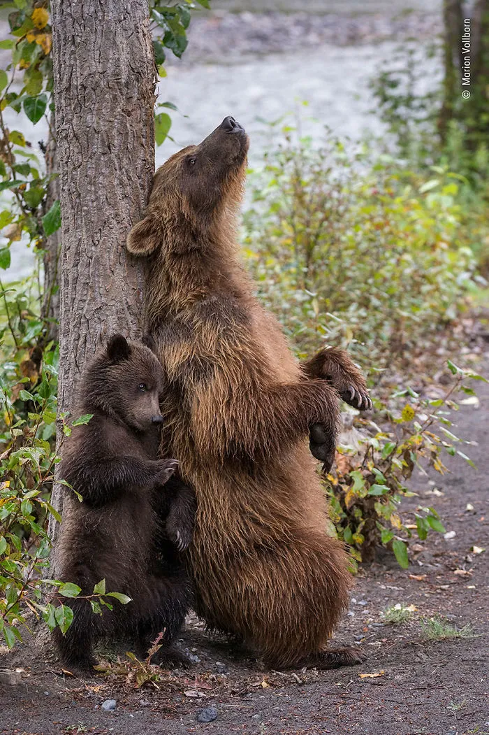 "Mamá lo sabe mejor", Marion Vollborn, Alemania