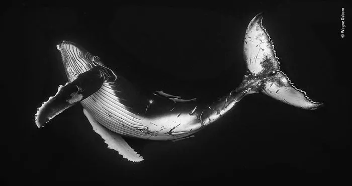 "Ballenato jorobado", Wayne Osborn, Australia