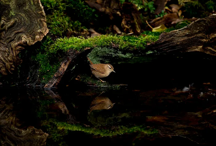 Wren