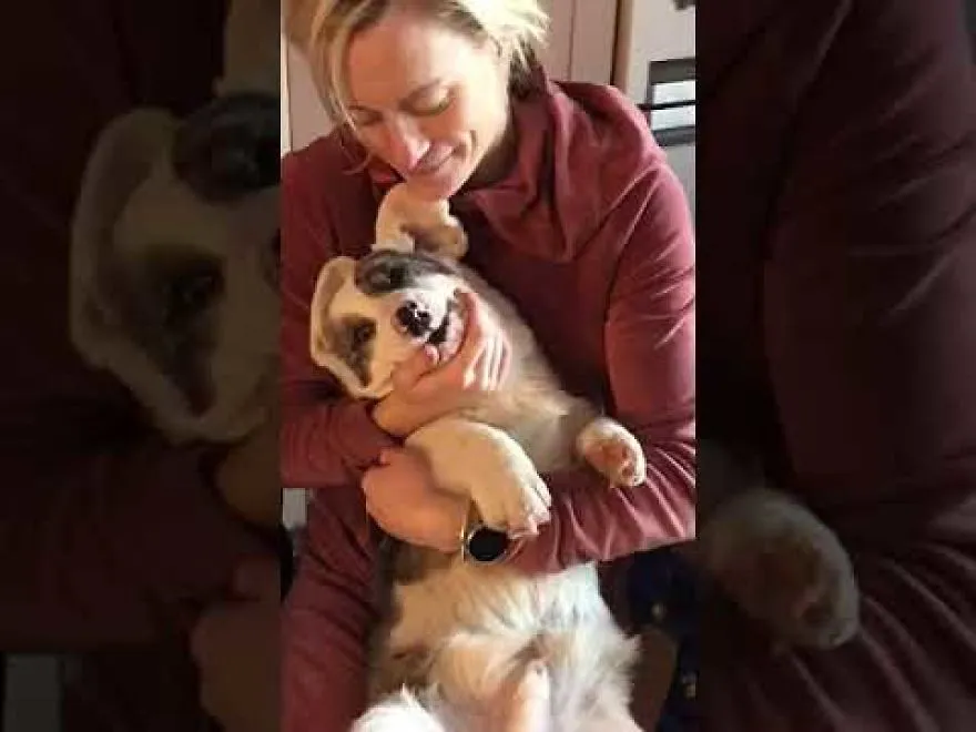The Cutest Corgi Caputt