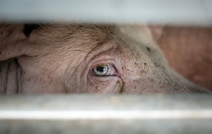 A Pig Transported To Slaughter