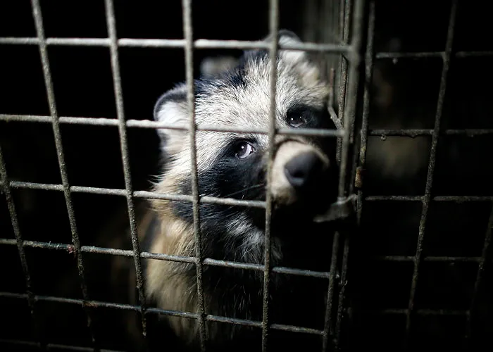 A Raccoon Dog, Fur Farm In Poland