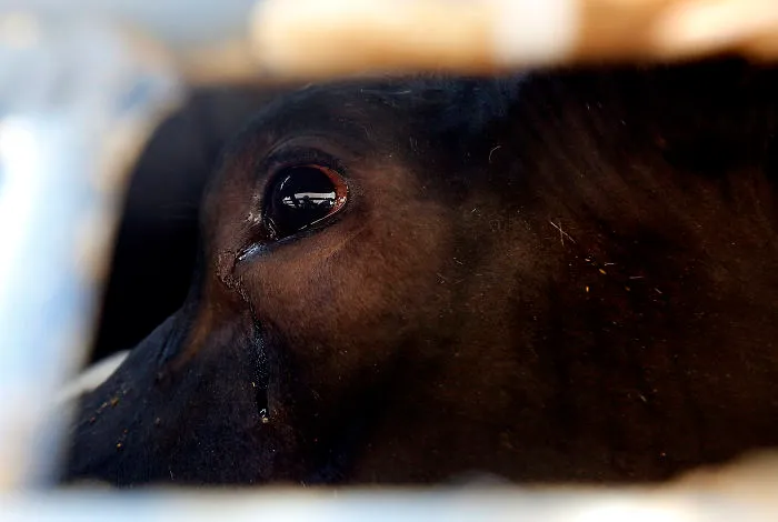 A Crying Cow On The Way To Slaughterhouse