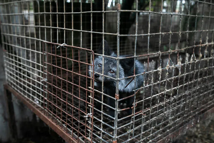 A Curious Fox On A Fur Farm, Looking At Activists