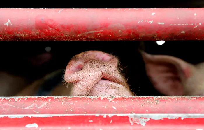 A Pig Breathing Fresh Air For The First Time