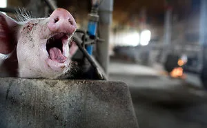 Andrew Skowron Exposes The Everyday Reality Of Farm Animals And It Might Turn You Into A Vegetarian (30 Pics)