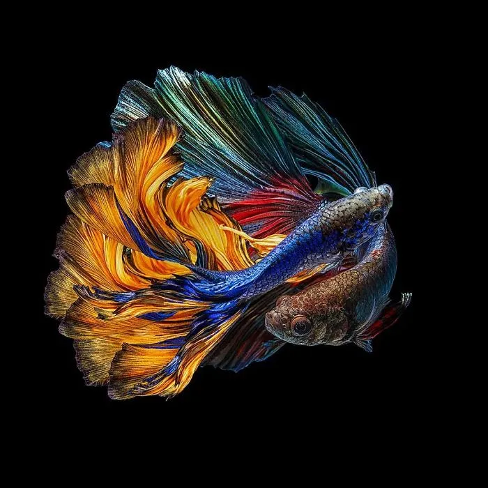I Photographed Betta Fish In All Sorts Of Colors And Patterns (35 Pics)