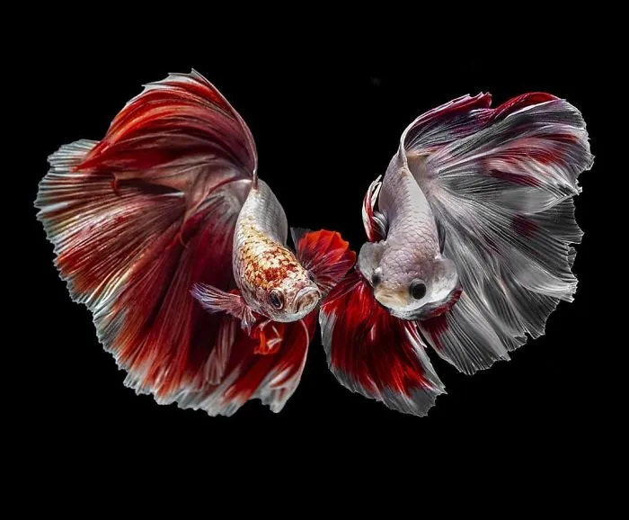 I Photographed Betta Fish In All Sorts Of Colors And Patterns (35 Pics)