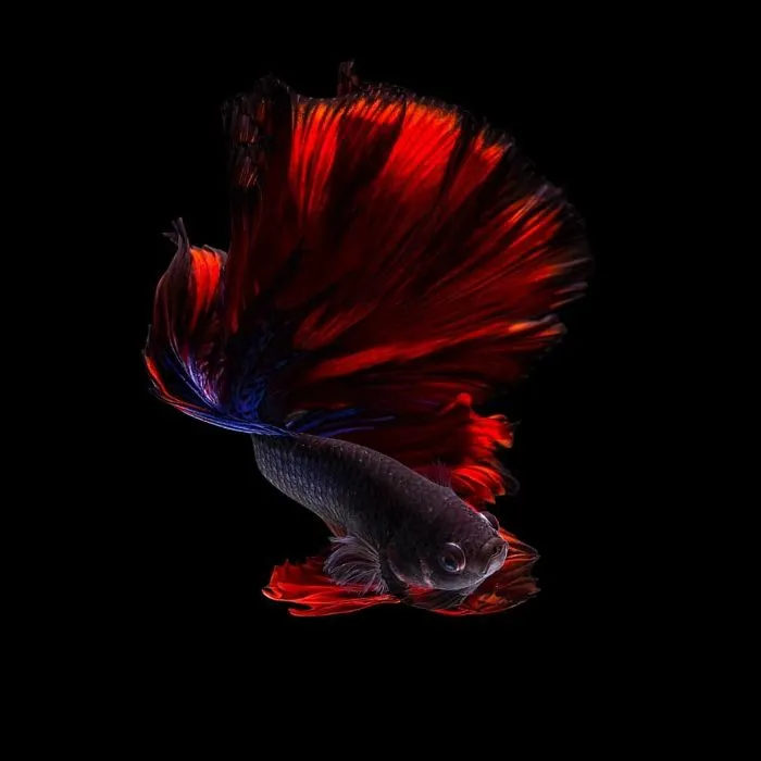 I Photographed Betta Fish In All Sorts Of Colors And Patterns (35 Pics)