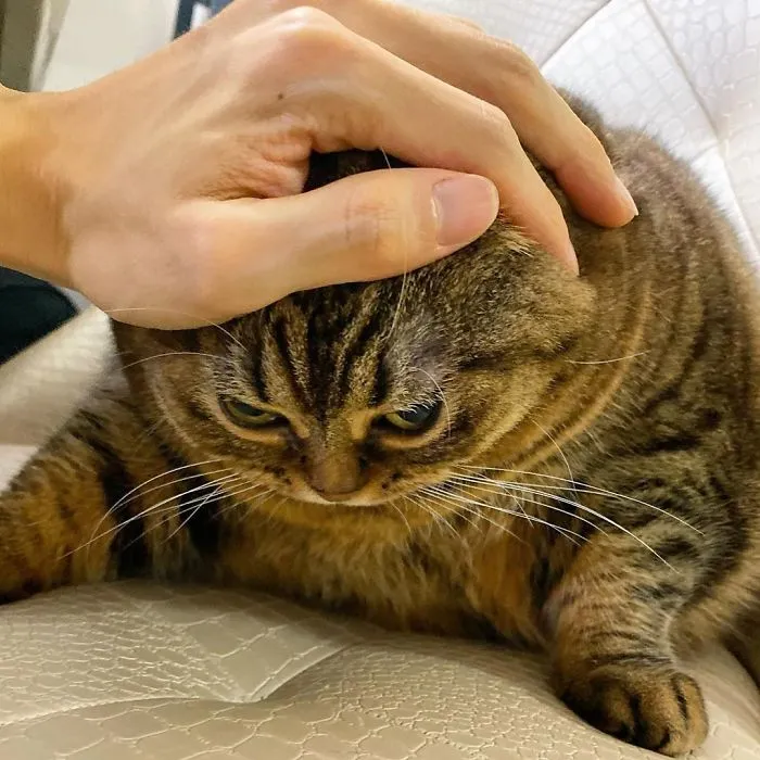 This Chunky Cat Named Manggo Will Steal Your Heart With Her Hilarious Expressions