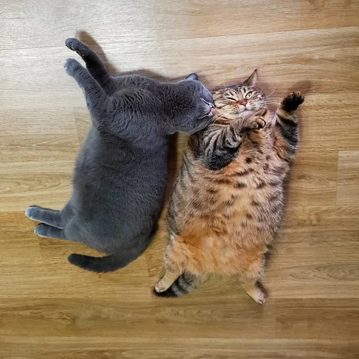 This Chunky Cat Named Manggo Will Steal Your Heart With Her Hilarious Expressions