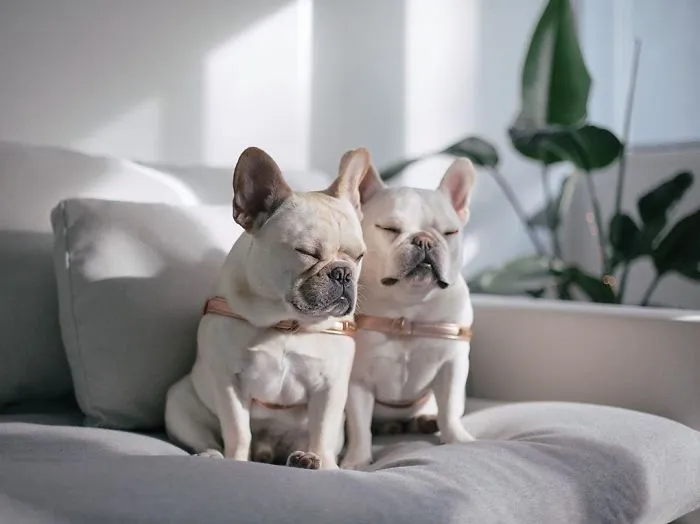 Meet This Adorable Pair Of French Bulldogs That Are Impossible Not To Love (58 Pics)