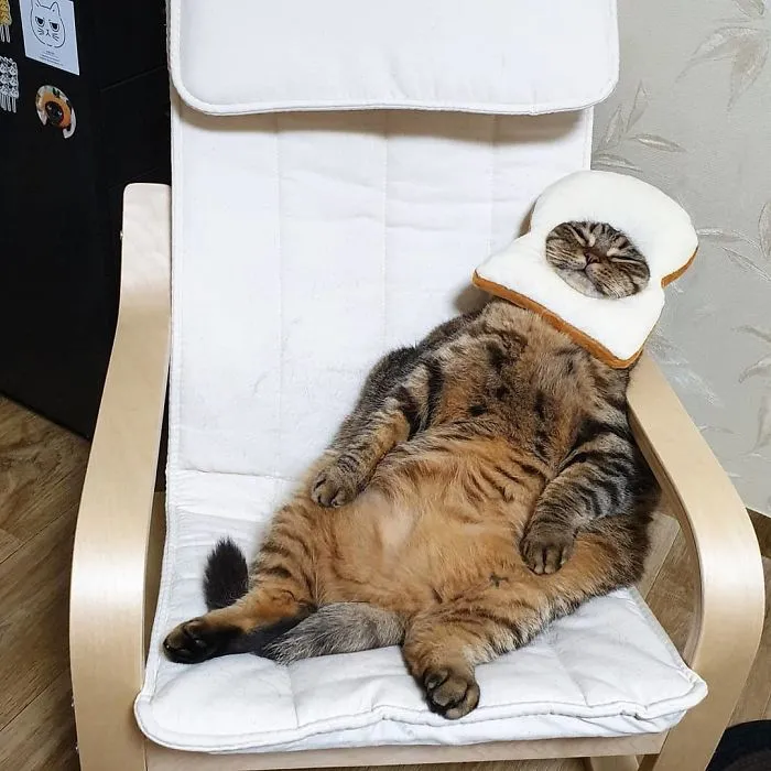This Chunky Cat Named Manggo Will Steal Your Heart With Her Hilarious Expressions
