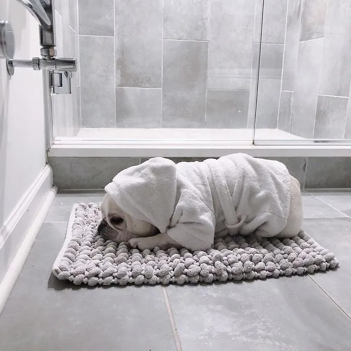 Meet This Adorable Pair Of French Bulldogs That Are Impossible Not To Love (58 Pics)