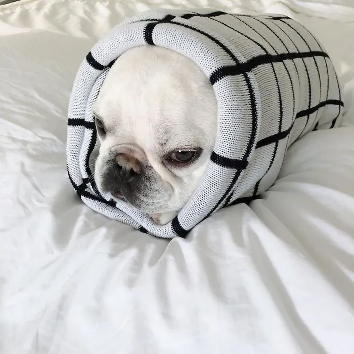 Meet This Adorable Pair Of French Bulldogs That Are Impossible Not To Love (58 Pics)