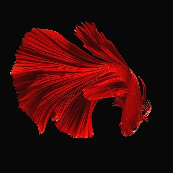 Hago fotos a peces Betta con todo tipo de patrones y colores (35 imágenes)