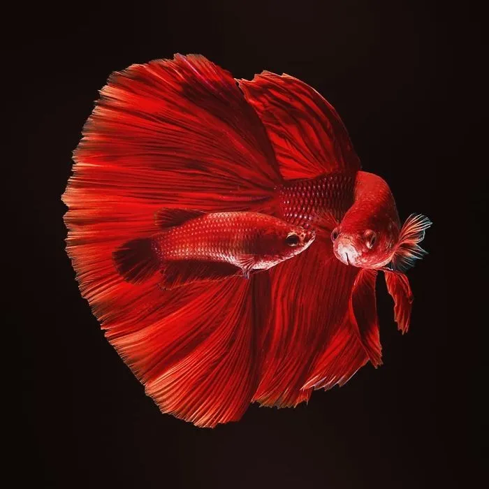 I Photographed Betta Fish In All Sorts Of Colors And Patterns (35 Pics)