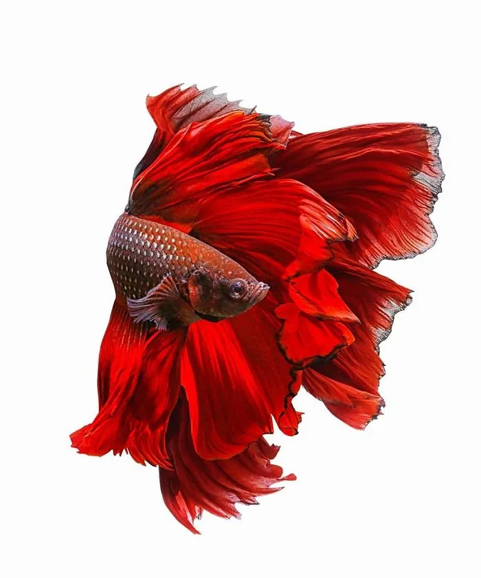 Hago fotos a peces Betta con todo tipo de patrones y colores (35 imágenes)