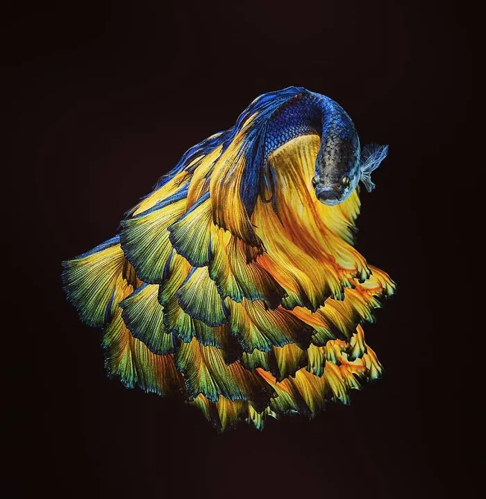 I Photographed Betta Fish In All Sorts Of Colors And Patterns (35 Pics)